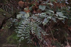 Phyllanthus gageanus